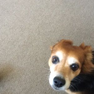 Meet your Posher, Deborah